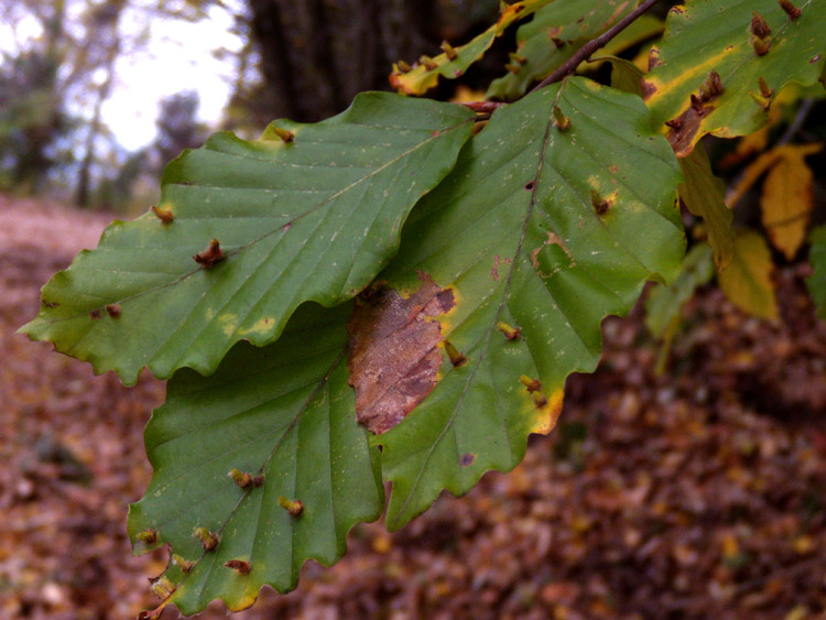 Fagus sylvatica